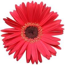 Gerbera-rot.jpg